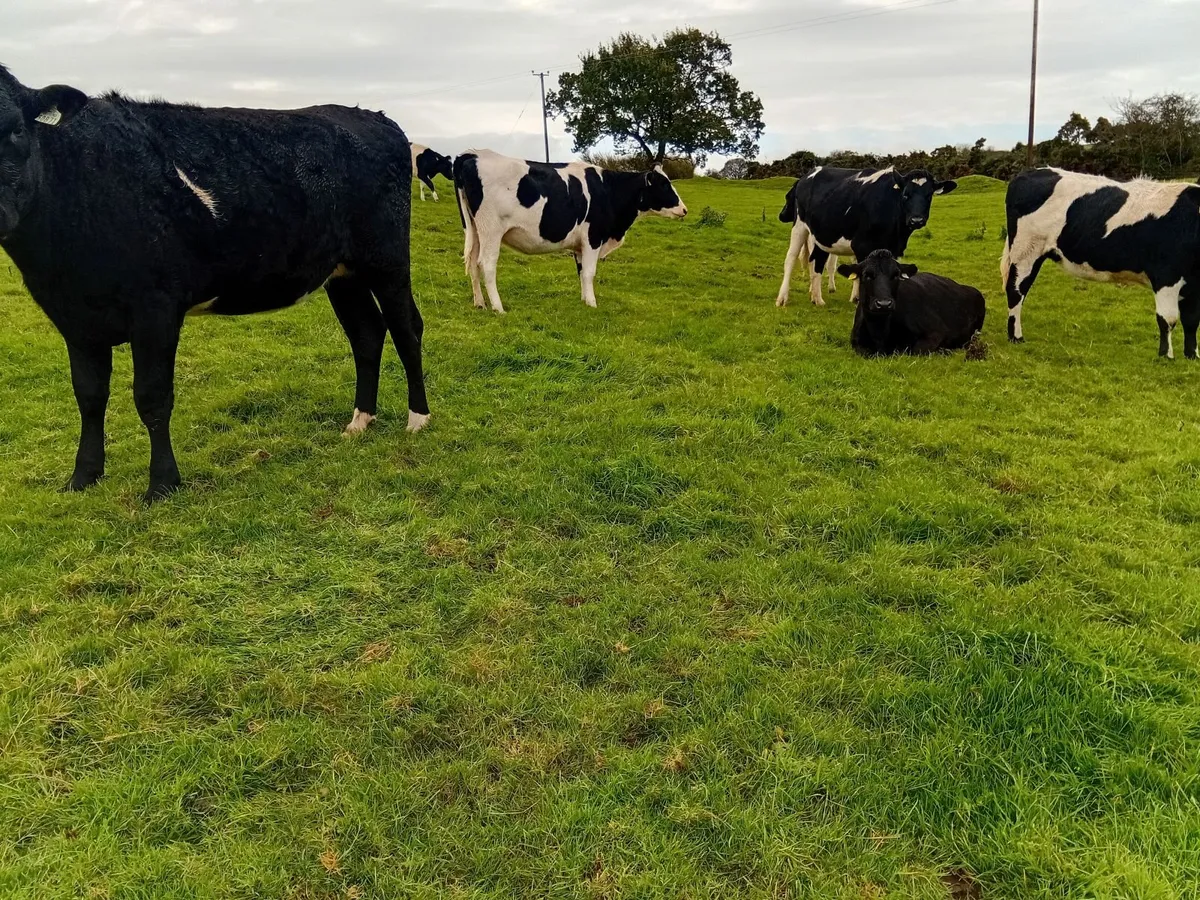 Ai bred british friesian incalf - Image 1