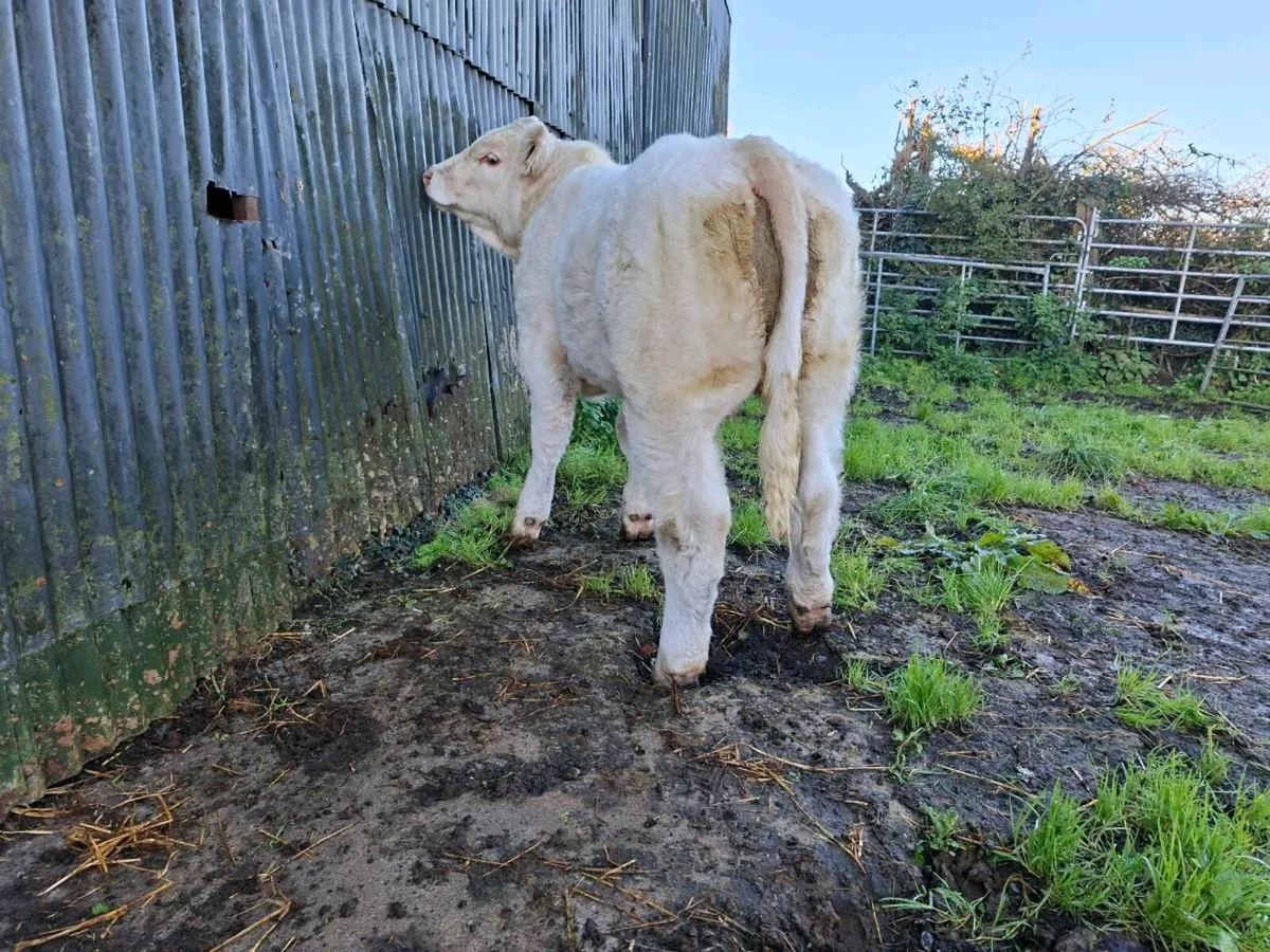 Pedigree  charolais  bull  weanling. 5 star 🌟 - Image 1