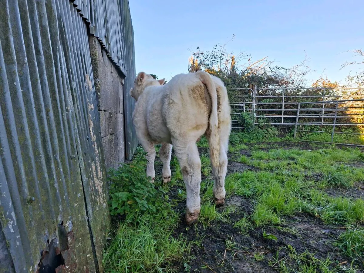 Pedigree  charolais  bull  weanling. 5 star 🌟 - Image 2