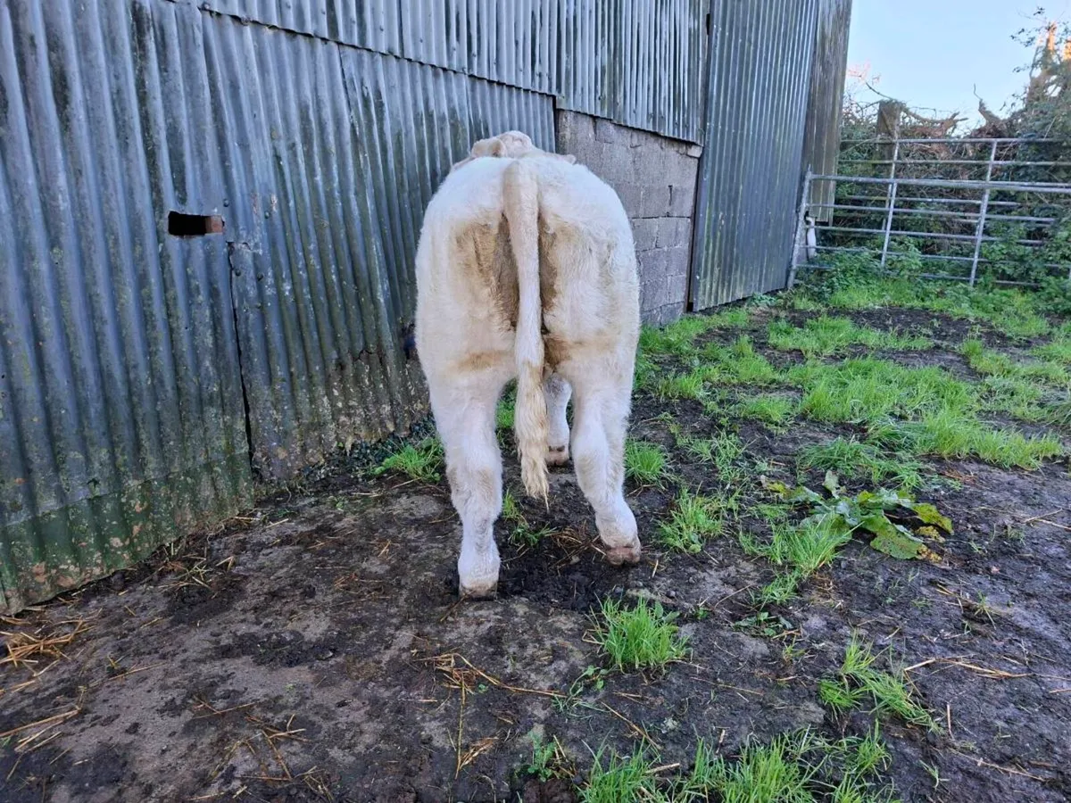 Pedigree  charolais  bull  weanling. 5 star 🌟 - Image 3