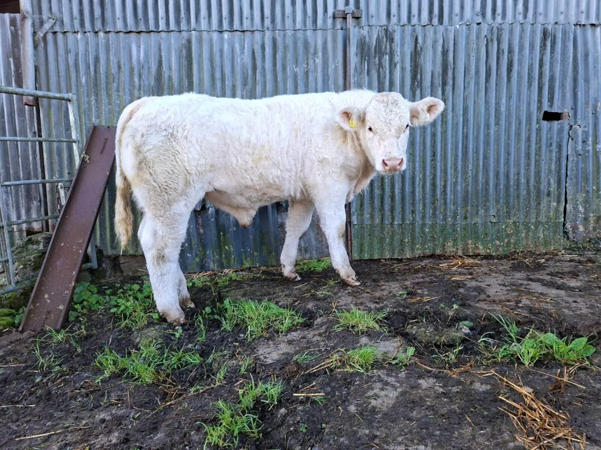 Pedigree  charolais  bull  weanling. 5 star 🌟 - Image 4