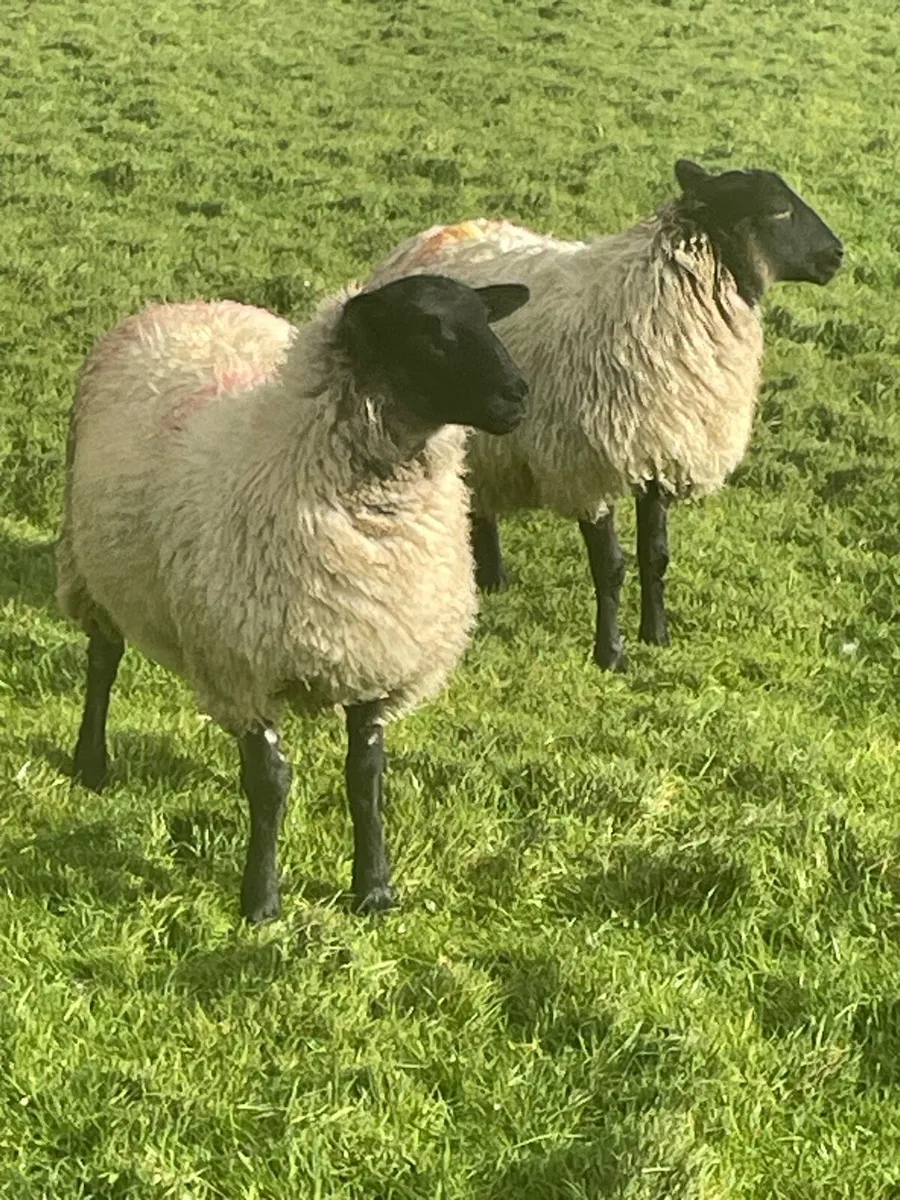 Suffolk cross Full organic ewe lambs - Image 3