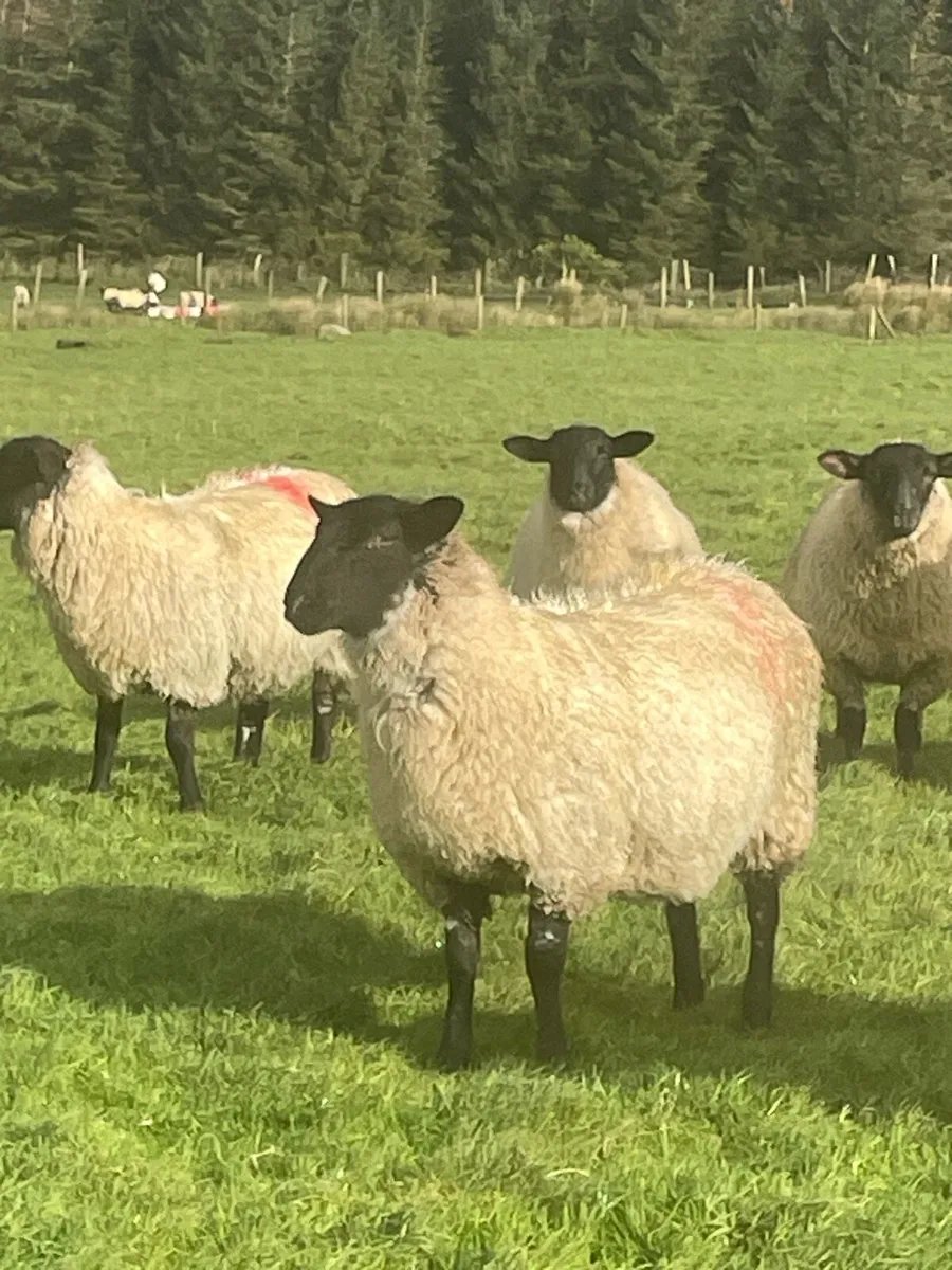 Suffolk cross Full organic ewe lambs - Image 4