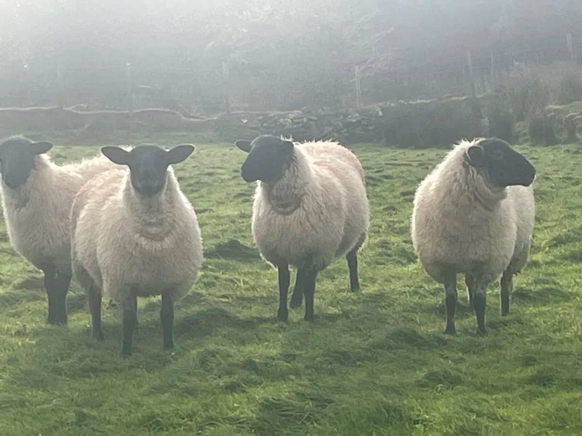Suffolk cross Full organic ewe lambs - Image 1