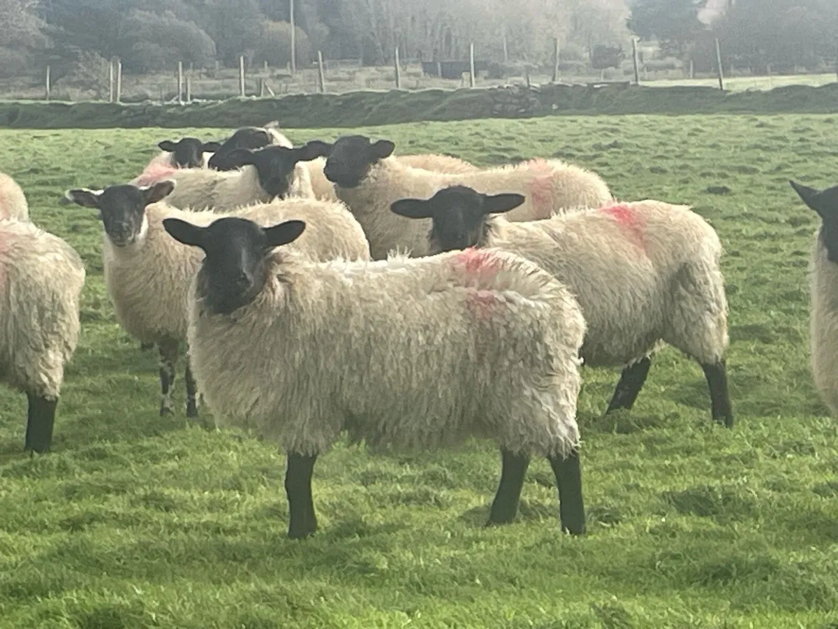 Suffolk cross Full organic ewe lambs - Image 2