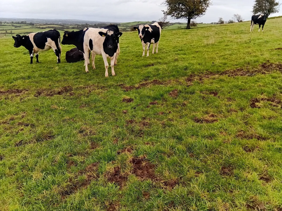 Ai bred british friesian incalf - Image 2