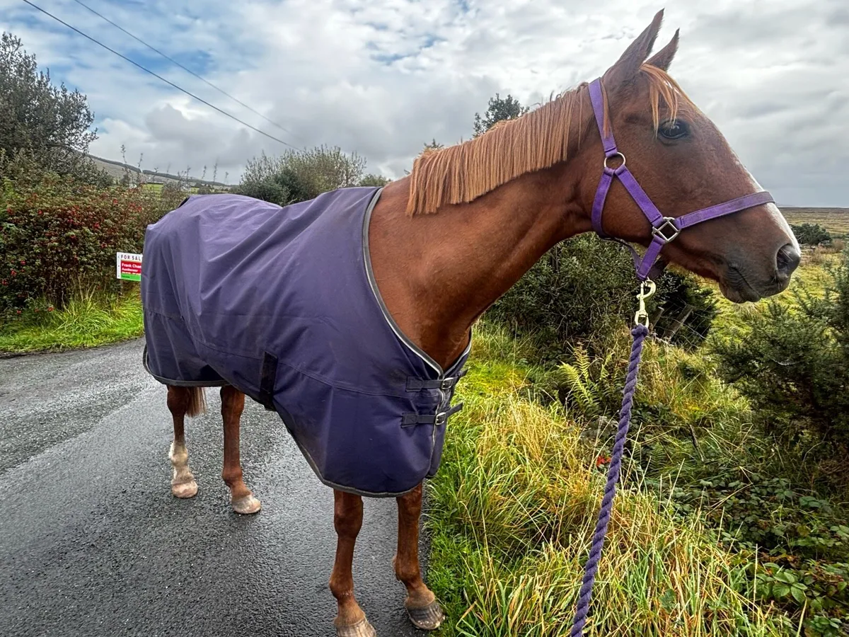 Thoroughbred Mare - Image 1