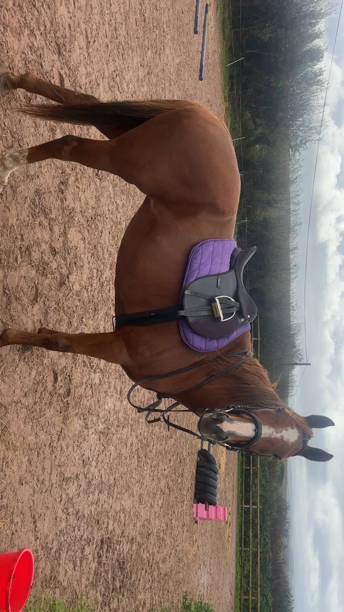 Thoroughbred Mare - Image 2