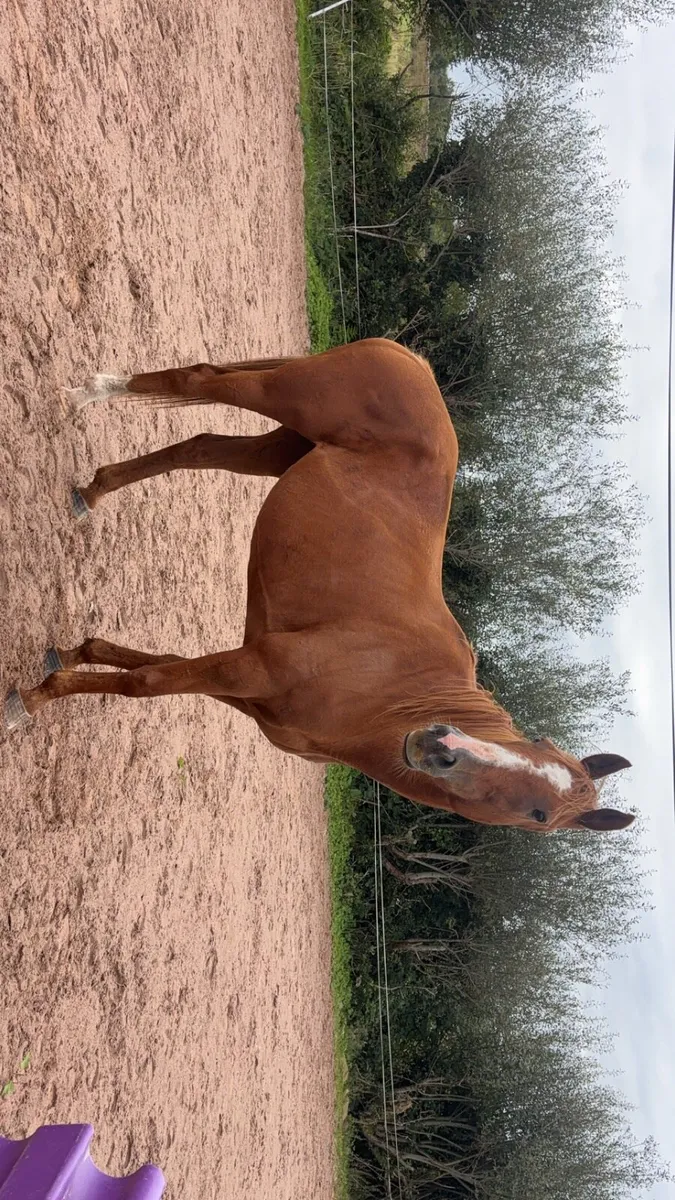 Thoroughbred Mare - Image 4