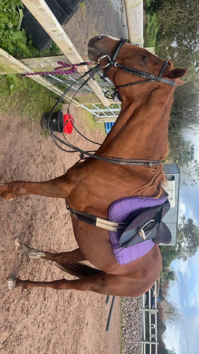 Thoroughbred Mare - Image 3