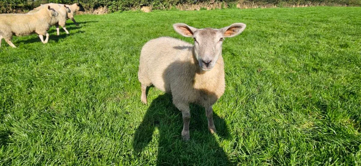 Top Quality Ewe lambs - Image 3