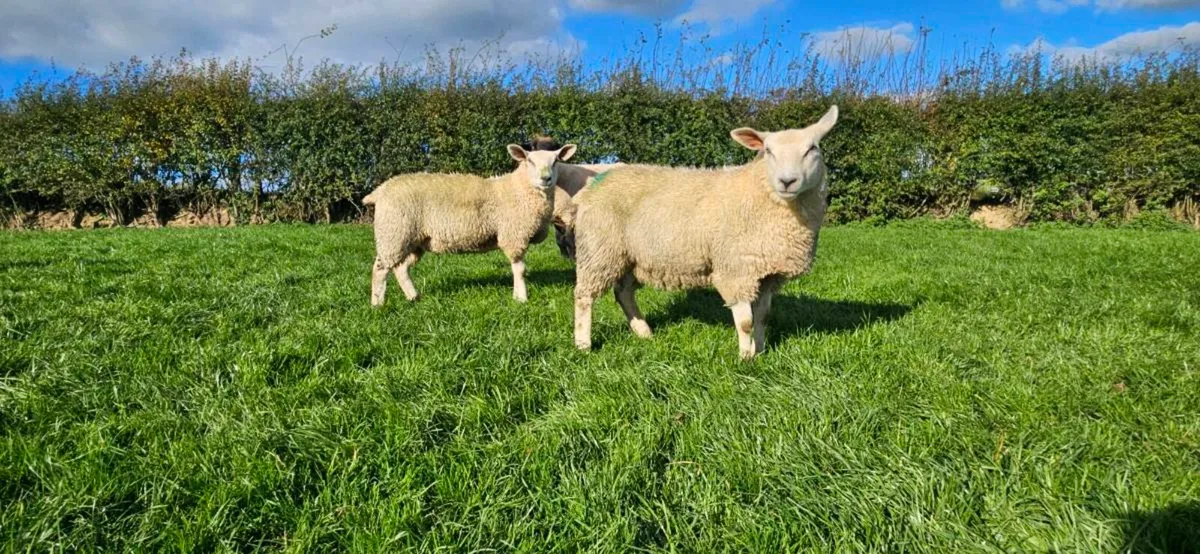 Top Quality Ewe lambs - Image 2