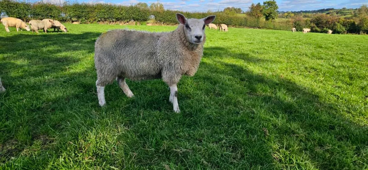 Top Quality Ewe lambs - Image 4