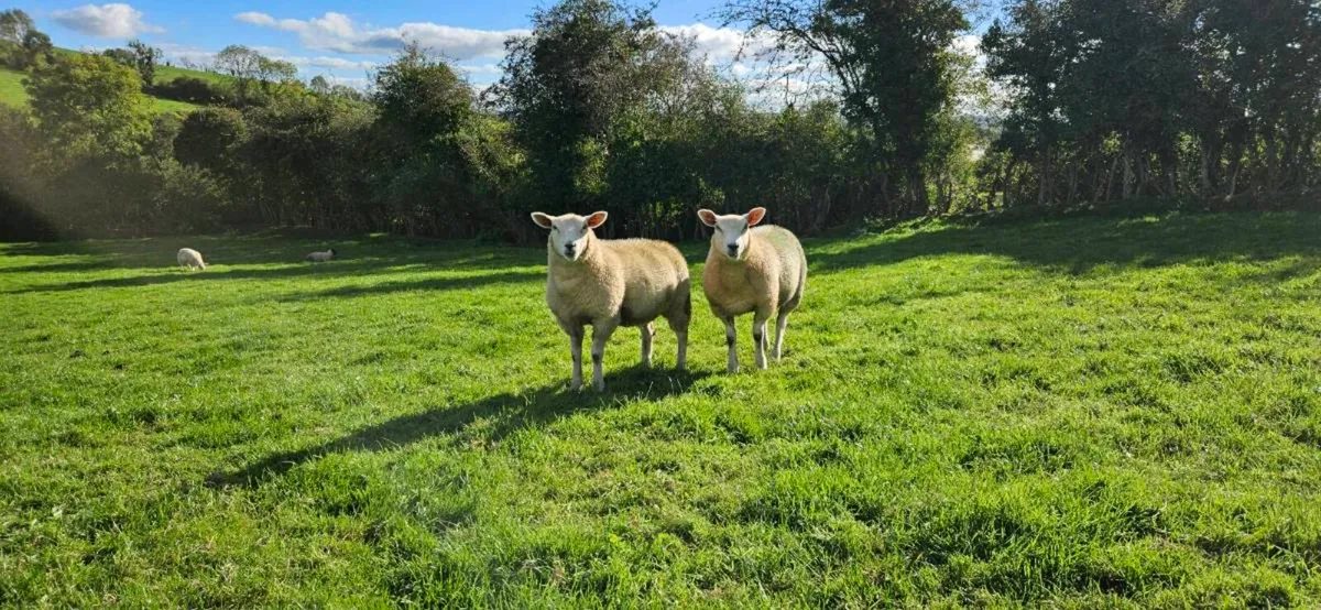 Top Quality Ewe lambs - Image 1