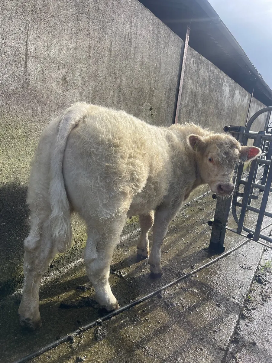 PBR CHAROLAIS WEANLING BULL - Image 1
