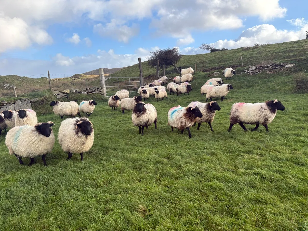 Mayo Blackface Ewe Lambs - Image 2