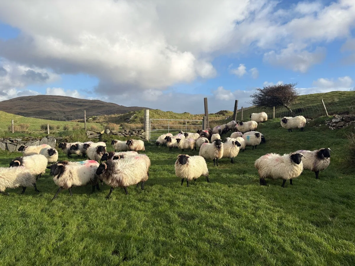Mayo Blackface Ewe Lambs - Image 3