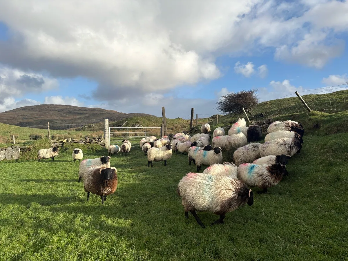Mayo Blackface Ewe Lambs - Image 4