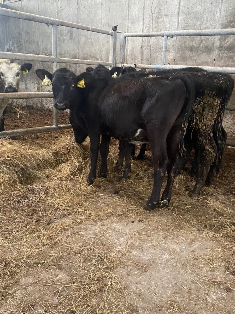 4 Angus heifer runners - Image 1