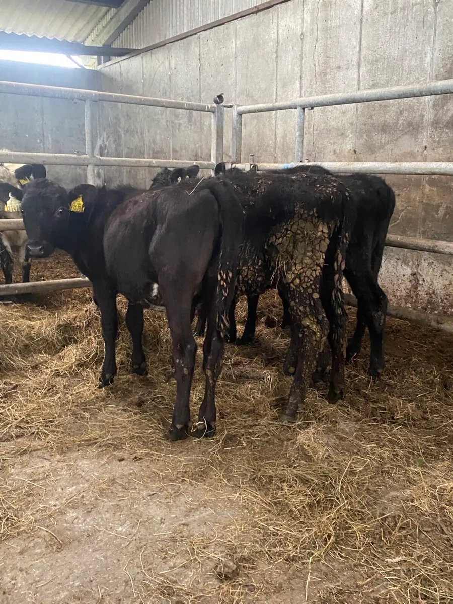 4 Angus heifer runners - Image 2