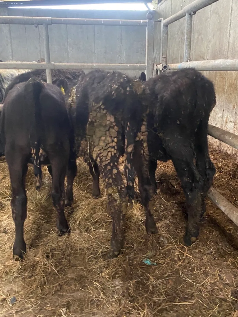 4 Angus heifer runners - Image 3