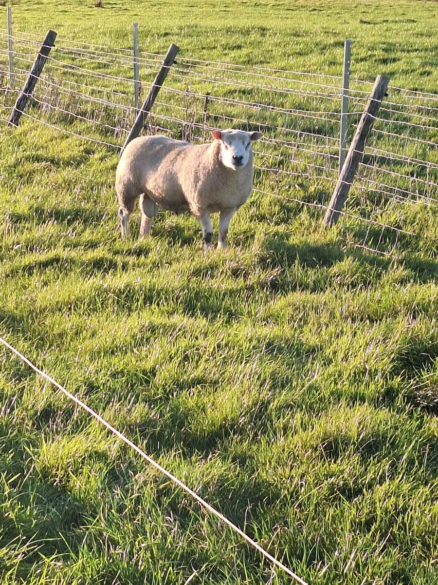 Texel Hogget Rams - Image 1