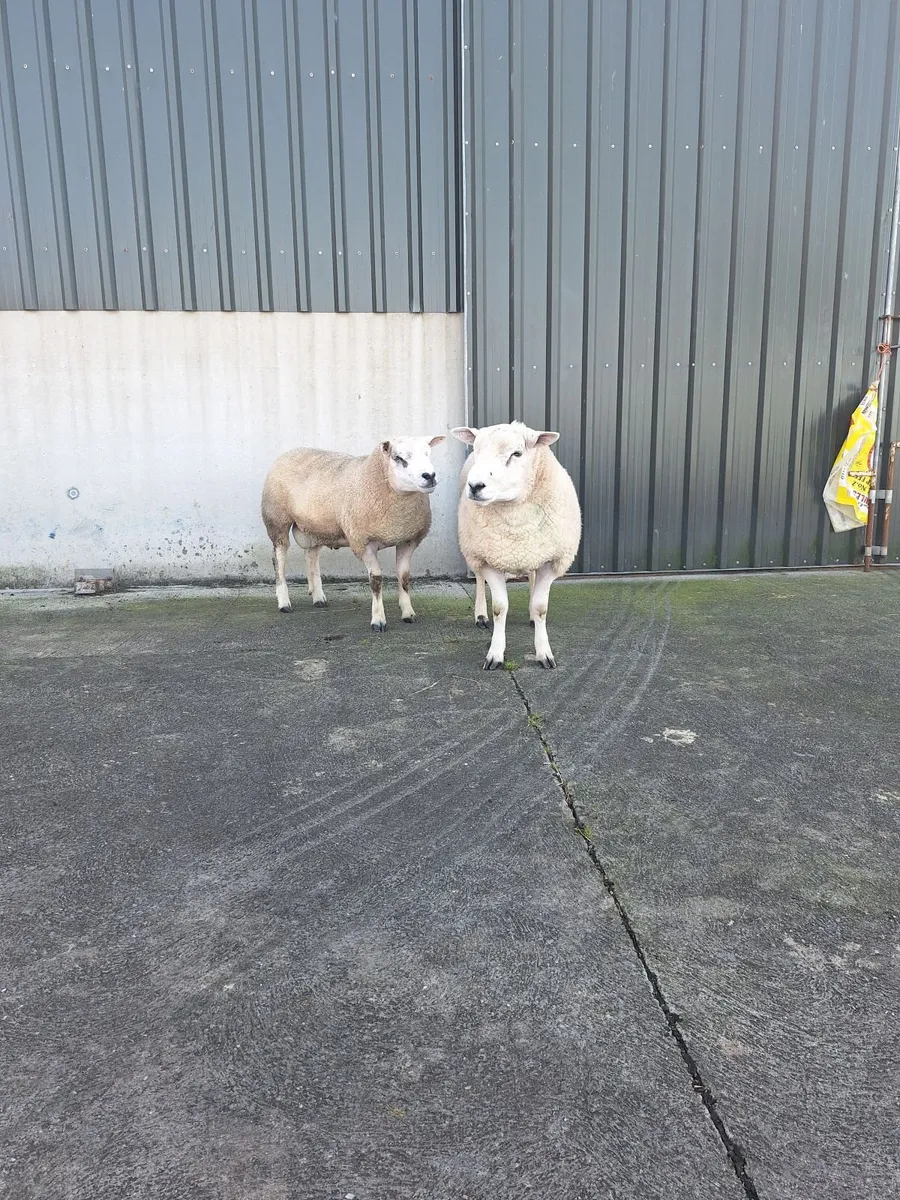 Texel Hogget Rams - Image 2