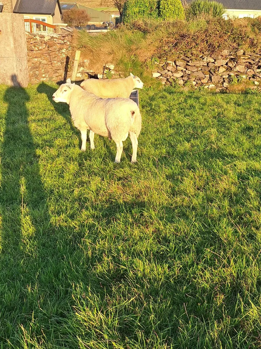 Texel Hogget Rams - Image 3