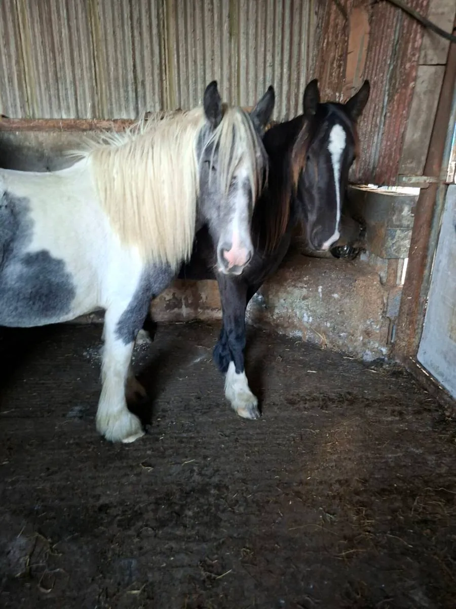 2 Cob Fillies - Image 2