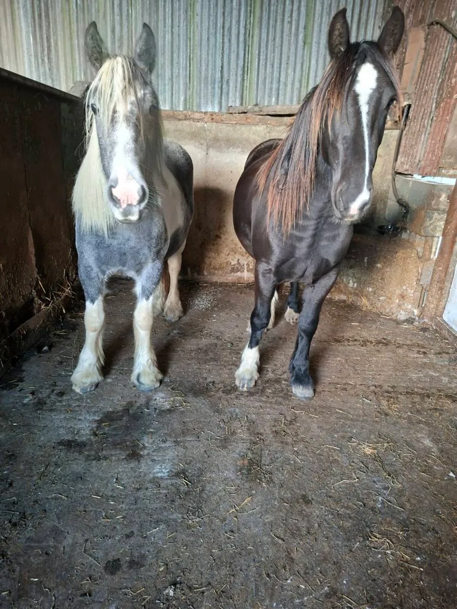 2 Cob Fillies - Image 1