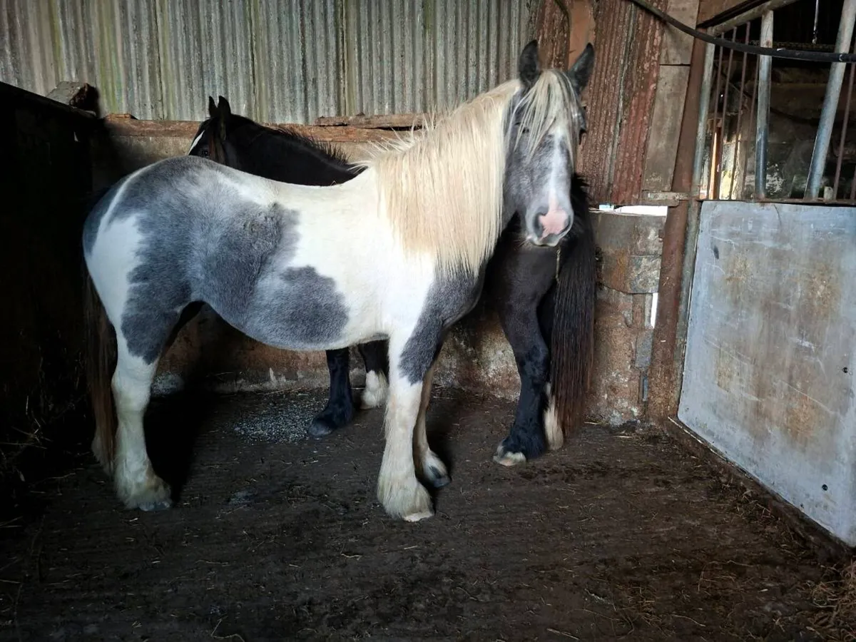 2 Cob Fillies - Image 3