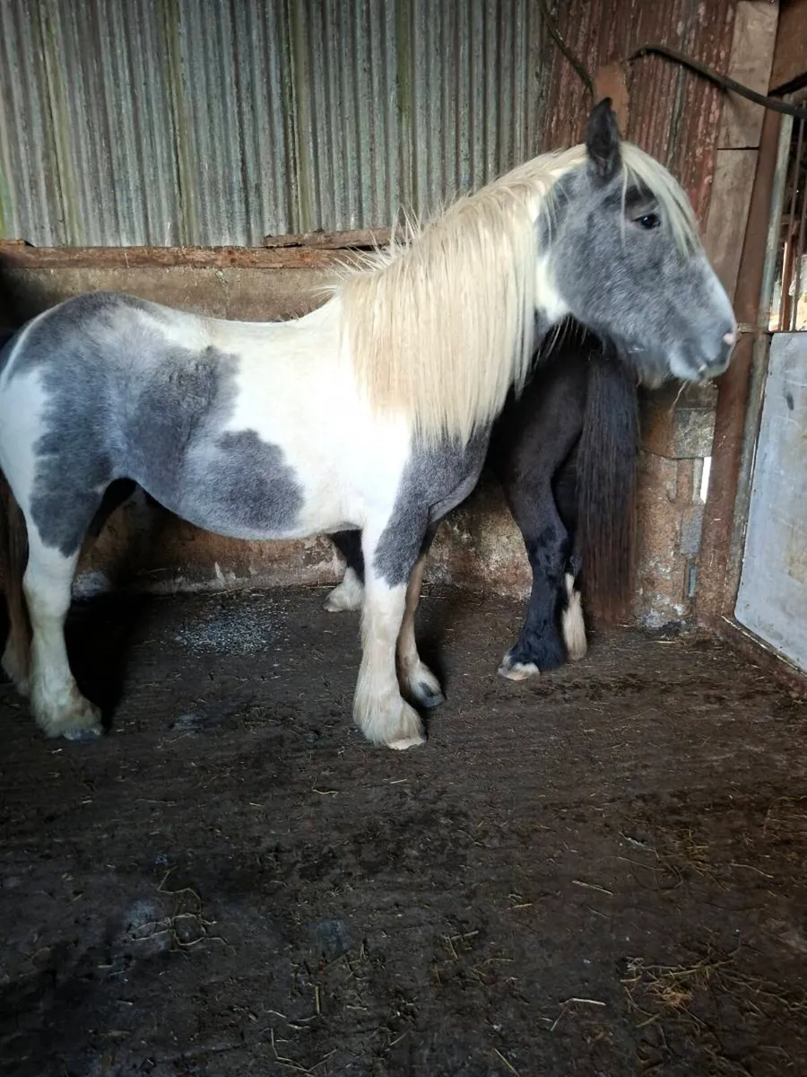 2 Cob Fillies - Image 4