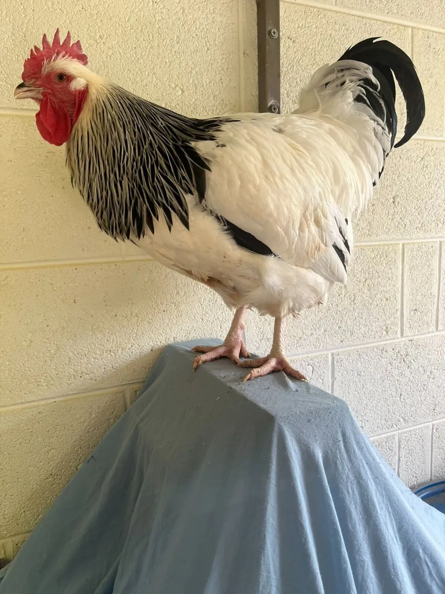 Purebred Poultry - Image 1
