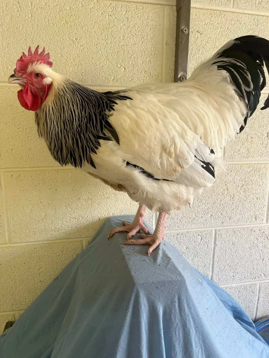 Purebred Poultry - Image 2