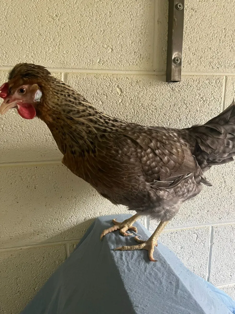 Purebred Poultry - Image 3