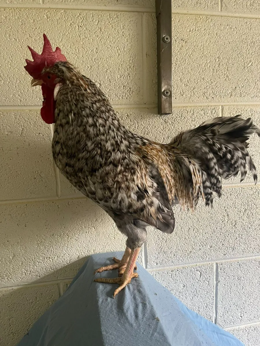 Purebred Poultry - Image 4