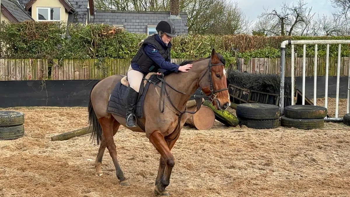 Horse - Image 1