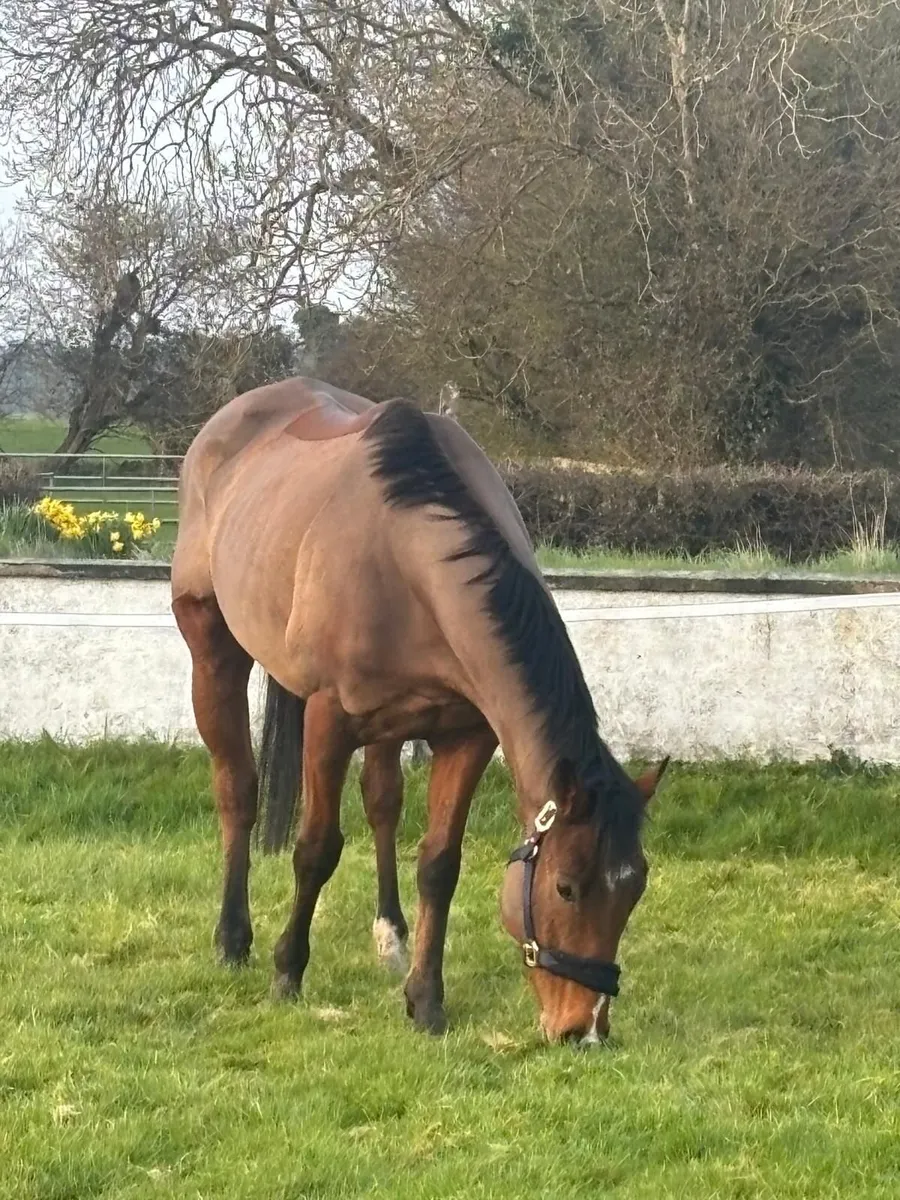 Horse - Image 2