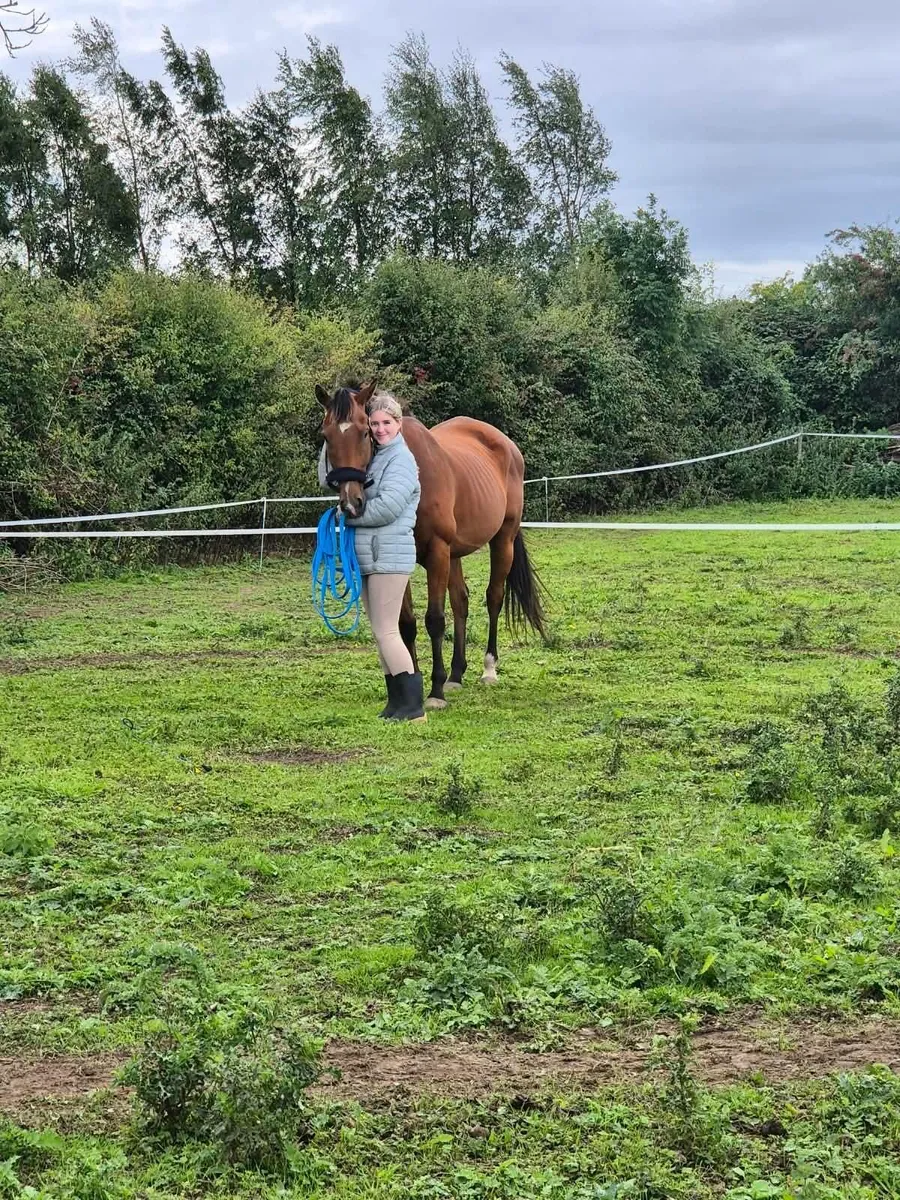 Horse - Image 3