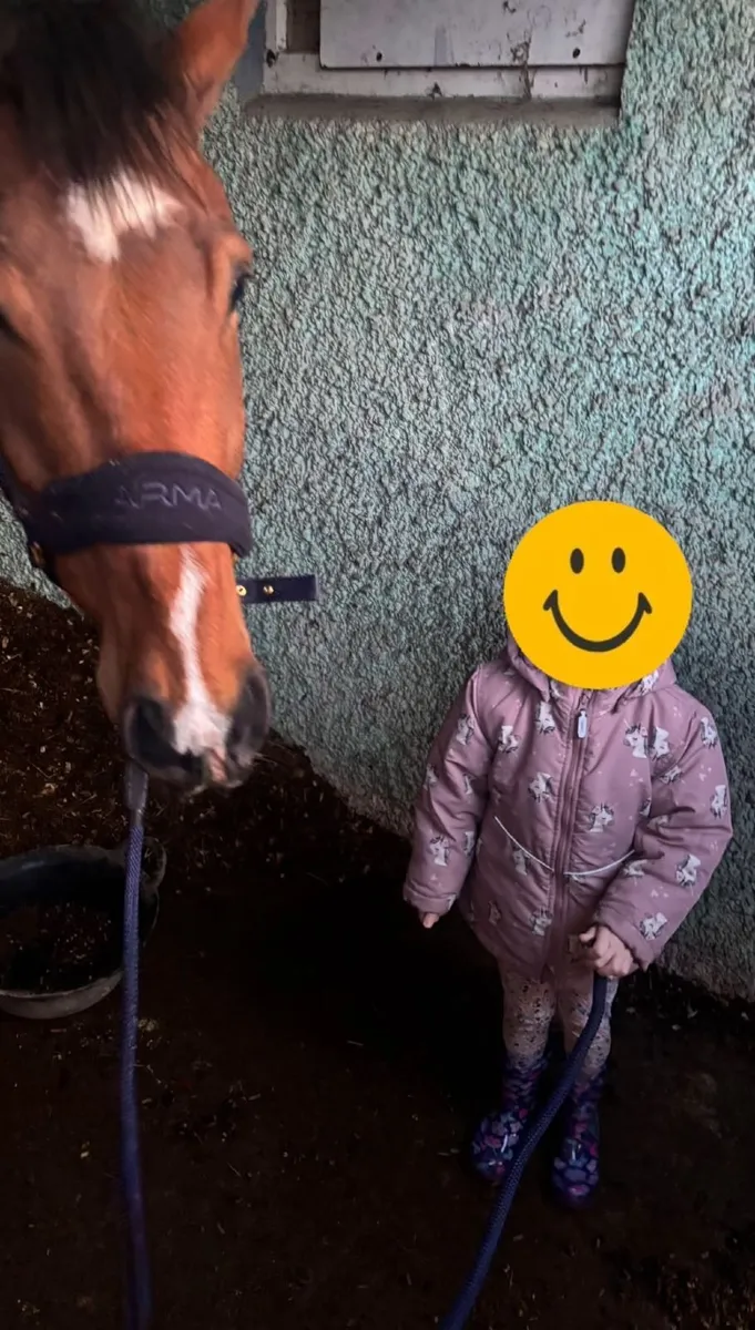 Horse - Image 4