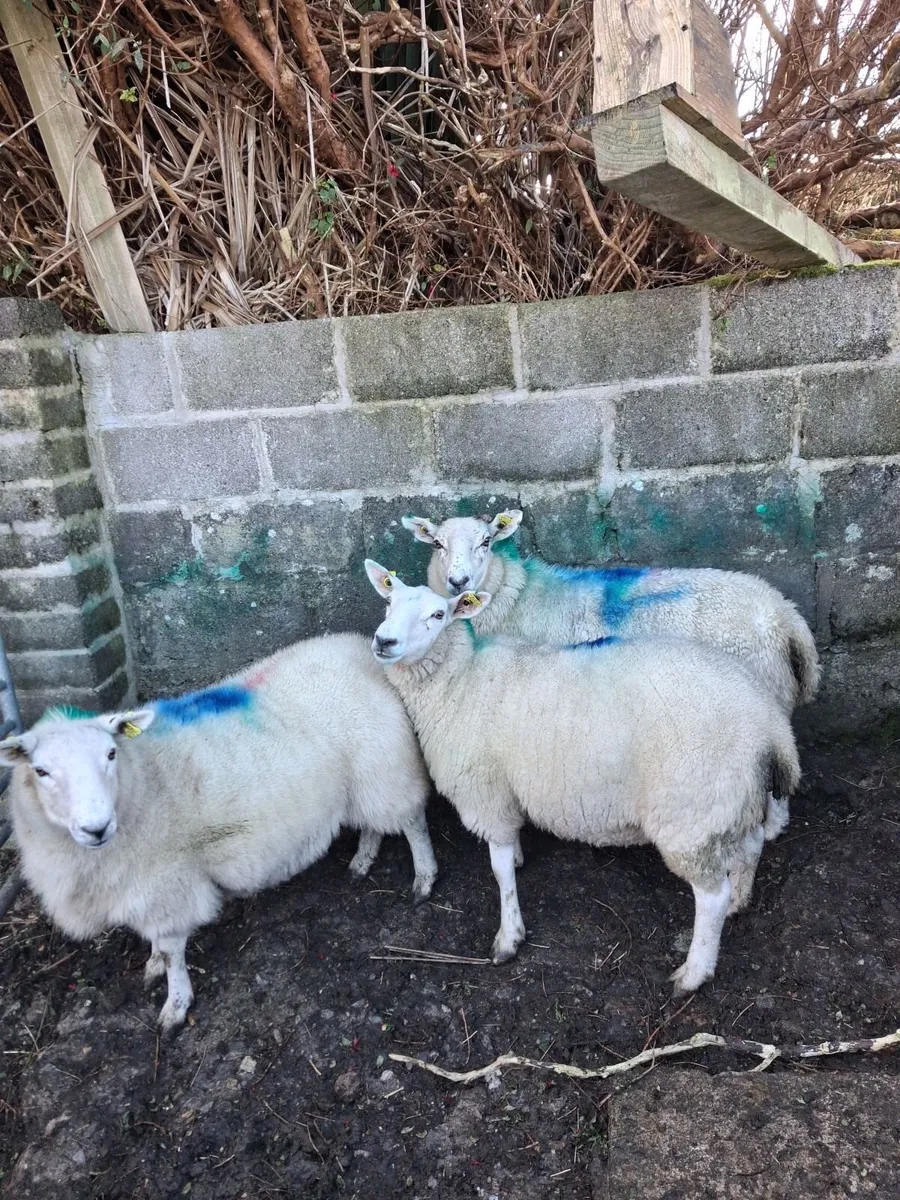 Hoggets - Image 1