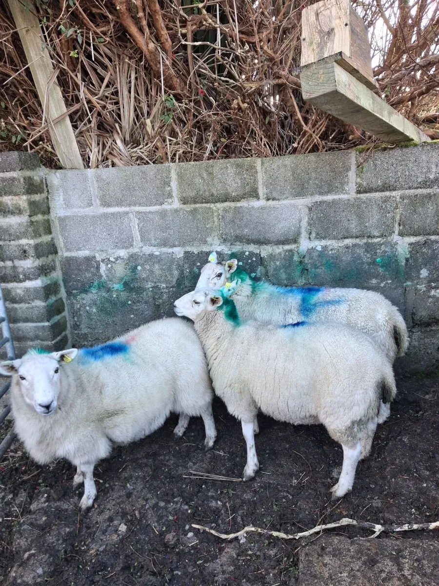 Hoggets - Image 3