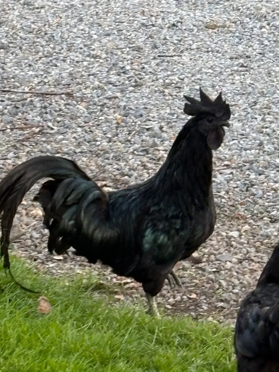 Ayam Cemani rooster and hen pair - Image 2