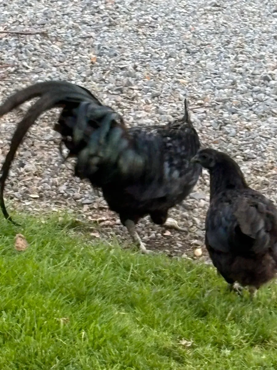 Ayam Cemani rooster and hen pair - Image 3