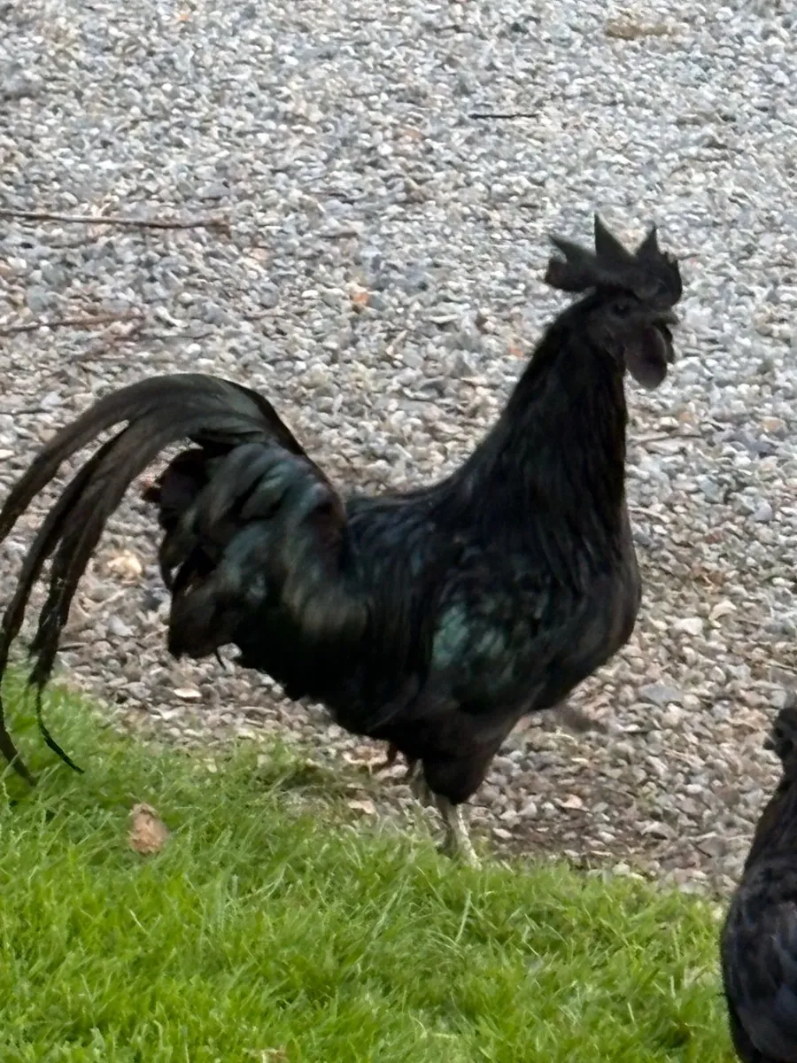 Ayam Cemani rooster and hen pair - Image 1