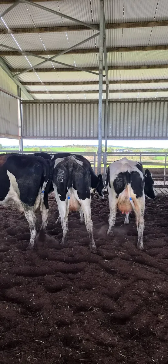 Cows - Image 2