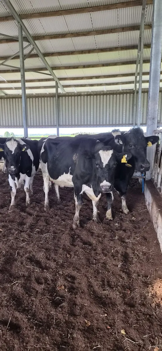 Cows - Image 1