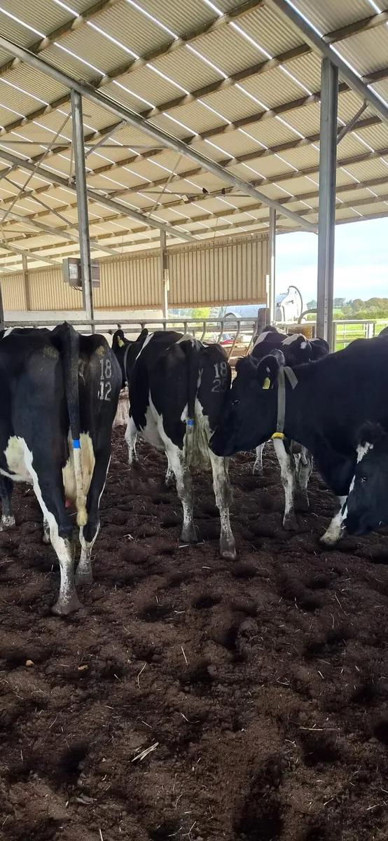 Cows - Image 3