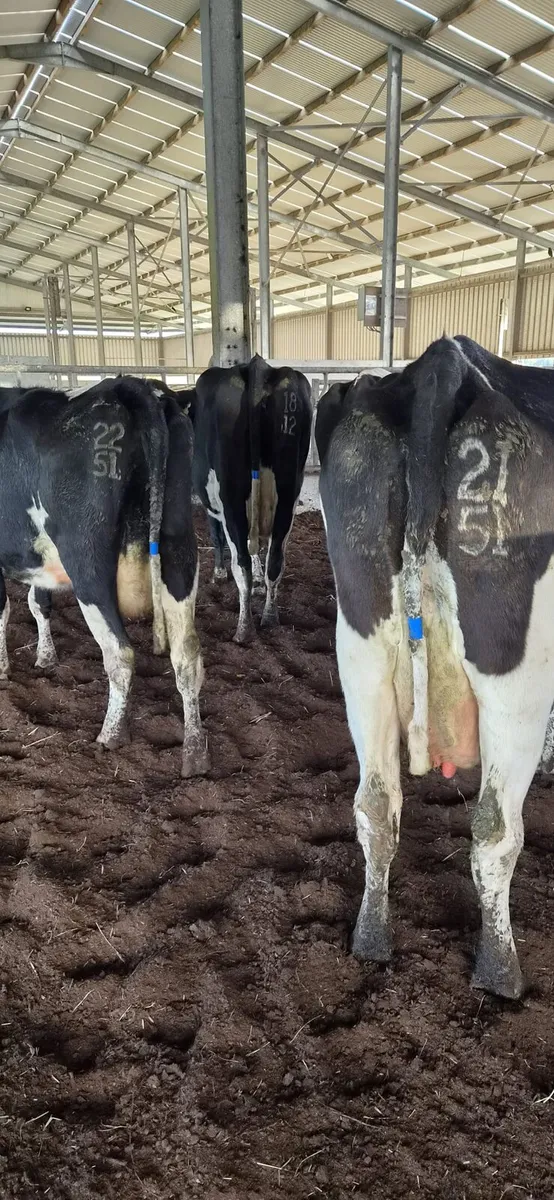 Cows - Image 4