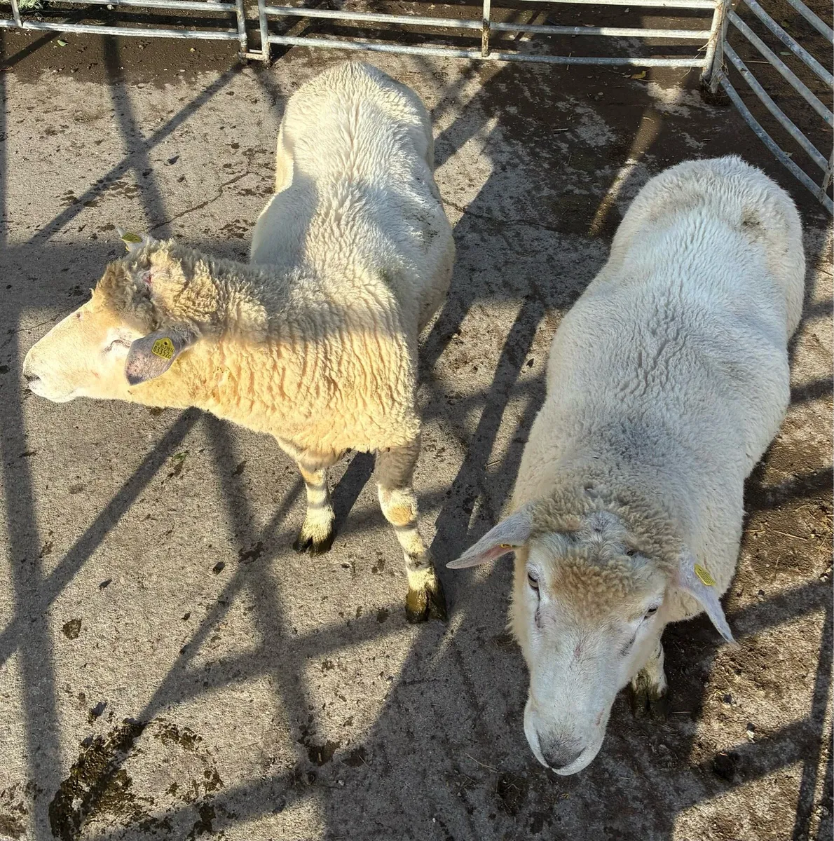 Galway Rams sis approved - Image 2